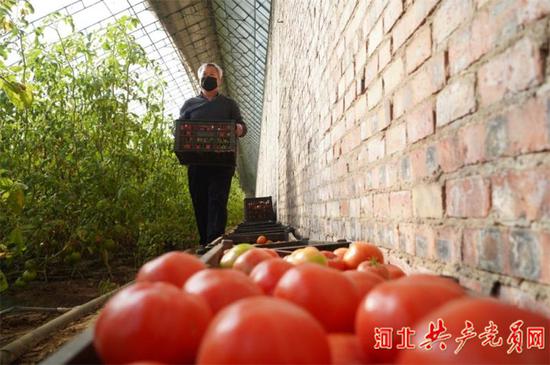 关増军在蔬菜基地工作。刘继东 摄