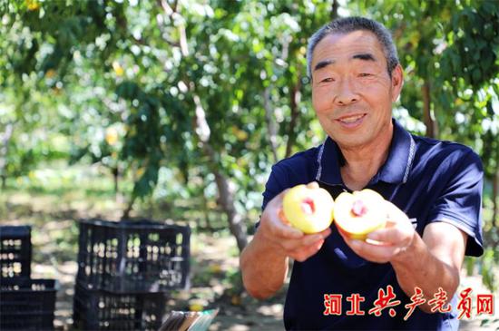 崔存来展示石黄果。姚友谅 摄