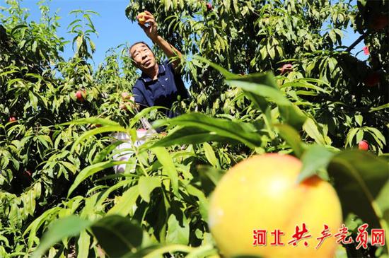 崔存来在采摘石黄果。姚友谅 摄