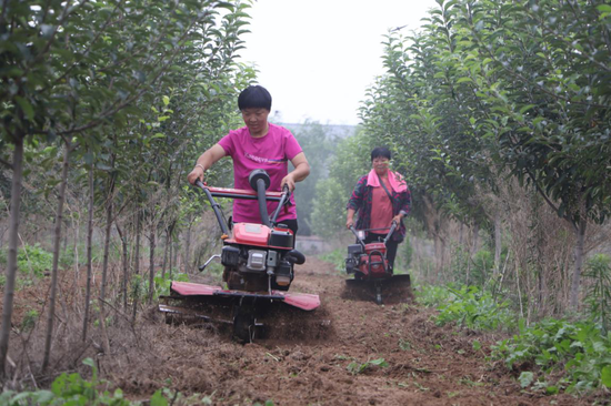 贫困户崔立改正在海棠种植基地除草