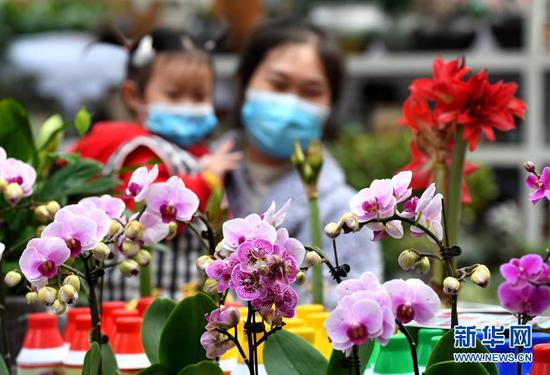 2月1日，市民在石家庄市桥西区西三教花卉市场选购鲜花。新华社记者 王晓 摄