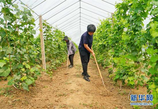 8月20日,李泽岩(右)与伙伴一起在农场的葡萄大棚内除草。 新华社记者杨世尧摄
