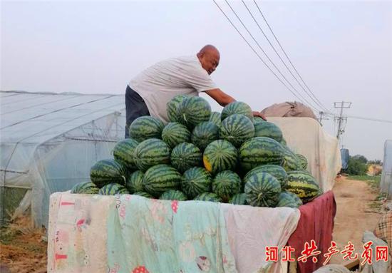 马家庄村大棚西瓜收获