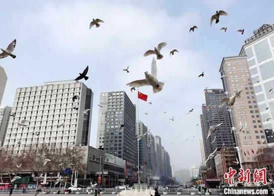 3月2日，河北石家庄一广场上飞翔的鸽群。 中新社记者 翟羽佳 摄