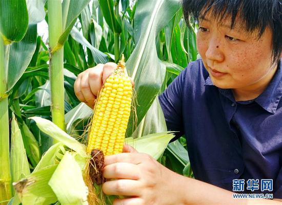 8月20日,李泽岩在农场查看优质玉米的长势。 1986年出生的李泽岩是土生土长的河北省秦皇岛市抚宁区人。2014年从美国留学回国后她在北京一家旅行公司工作。一年后,始终被“绿色农业发展梦”萦绕的李泽岩辞掉工作回到家乡,与朋友联合流转了30亩土地,办起家庭农场——秦山农场,种植绿色无公害有机蔬菜、水果。 经过3年多的努力,秦山农场已扩展到60多亩土地,同时李泽岩带动周边农户调整农业种植结构,示范推广绿色无公害蔬菜面积达200多亩,提高了农民收入。秦山农场也先后被河北省妇联和秦皇岛市妇联命名为“河北省巾帼现代化农业科技示范基地”和“秦皇岛市巾帼现代化农业科技示范基地”。 新华社记者杨世尧摄