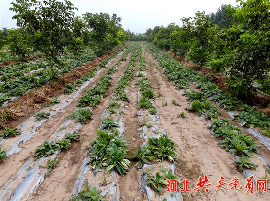 长势喜人的中药材