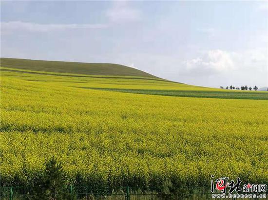 图为油菜花盛开的沽源坝上草原景色。 记者高振发、刘雅静摄