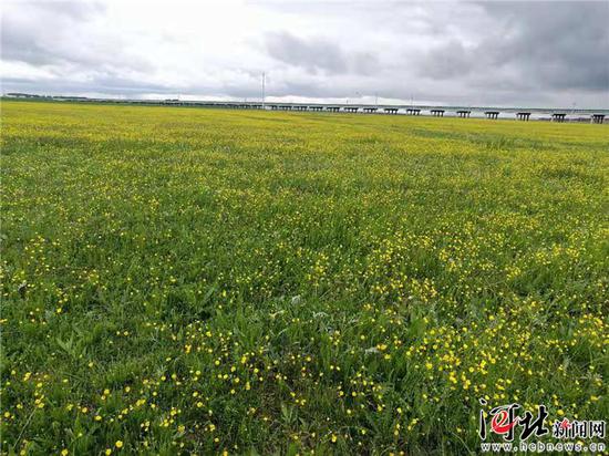 图为沽源县鲜花盛开的五花草甸湿地景色。 记者高振发摄