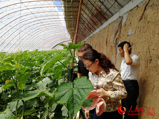 张家口市涿鹿县矾山镇肖家堡村的宏远葡萄专业合作社的蔬菜大棚。 宏远葡萄专业合作社供图