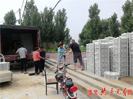 东孙家庄村葡萄装箱出售