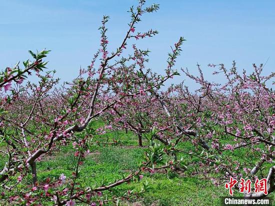  中国仙桃之乡河北省乐亭县6万亩桃花竞相开放。　白云水 摄