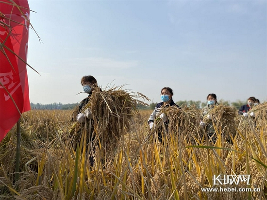 河北永年：1326.77公斤，水稻种植单产世界新纪录诞生！