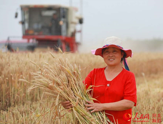 农业农村■河北：机收小麦3033万亩 夏粮丰收已成定局