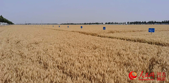 农业农村■河北：机收小麦3033万亩 夏粮丰收已成定局