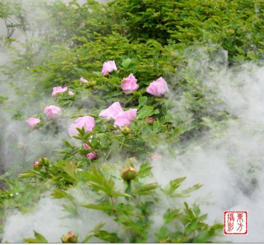 雨中牡丹娇嫩欲滴 新浪博主:郭廣學
