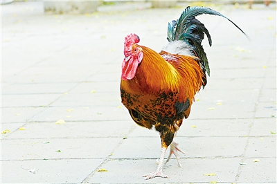 邢台大妈养大公鸡看守铁路 公鸡中的战斗机(图