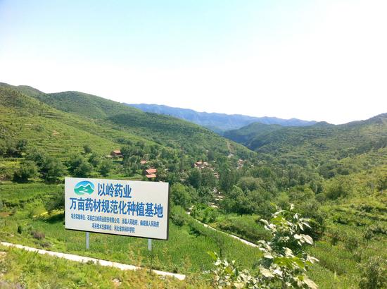 以岭药业太行山十万亩野生原生态中药种植基地。