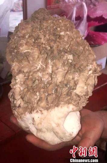 重550克的野生羊肚菌 孙钎溧 摄