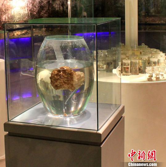 巨型羊肚菌展览 孙钎溧 摄