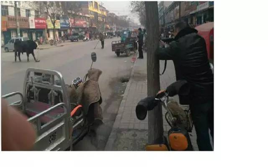 巨鹿县繁华街道一头疯牛横冲直撞
