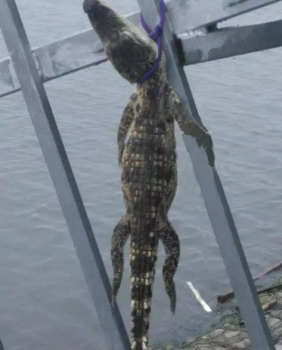 巡逻保安在滹沱河岸边发现鳄鱼后，及时将其捕捞上岸。