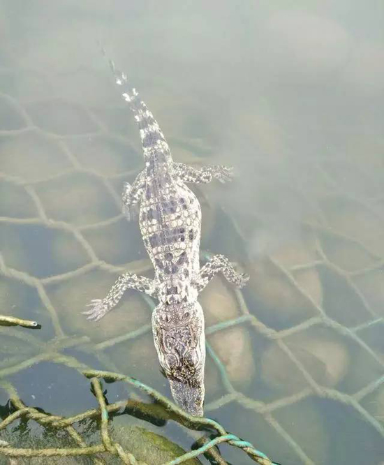 巡逻保安在滹沱河岸边发现鳄鱼后，及时将其捕捞上岸。