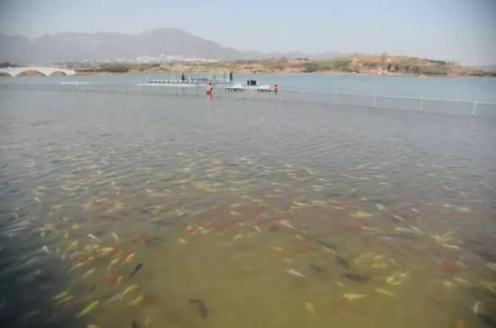 十一假期石家庄最全信息:天气菊展旅游线路推