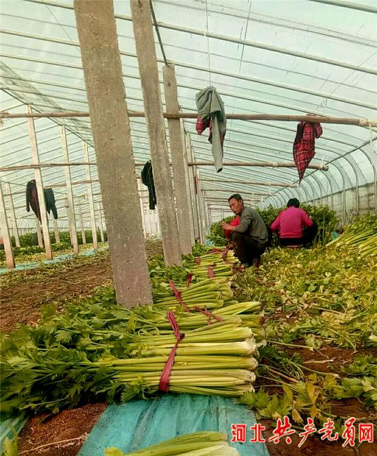 马家庄村大棚蔬菜收获