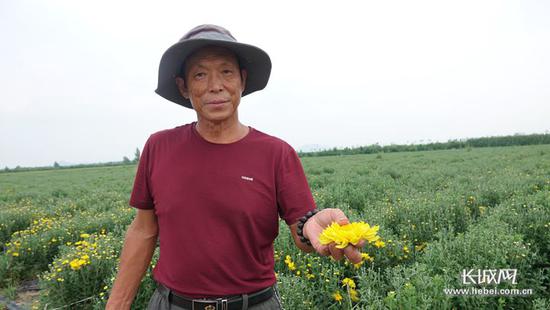 行唐县“沙河水乡”现代农业园区负责人严呈祥展示皇菊花。长城网记者 吴新光 摄