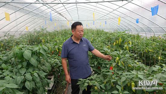 鸡泽县天下红辣椒有限公司引进培育的辣椒新品种——降糖辣椒。长城网记者 吴新光 摄