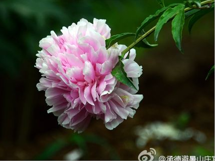 避暑山庄牡丹 摄影:龙的传人