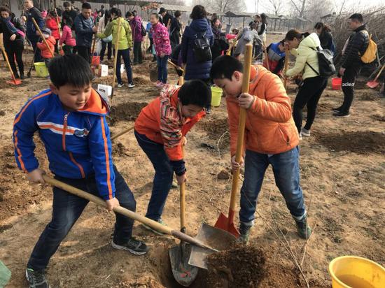 石家庄小学生集体植树200多棵 传递绿色生态理