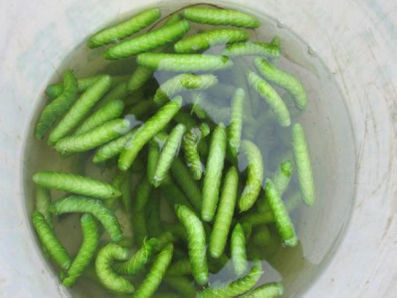 商丘村民忙捉蟲 夫妻倆捉蟲一天掙1000多元