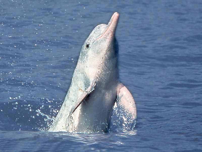 白鳍豚濒危原因 中国珍稀动物保护现状