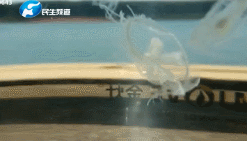 漯河小池塘驚險(xiǎn)水中大熊貓 被列世界最高界別極危物種