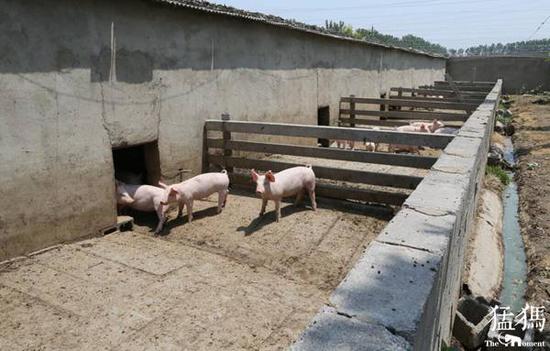 河南加快推进生猪产业转型升级  力争打造生猪产业强省