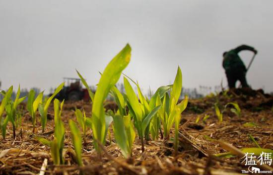 （資料圖片 猛犸新聞·東方今報記者 張曉冬 攝）