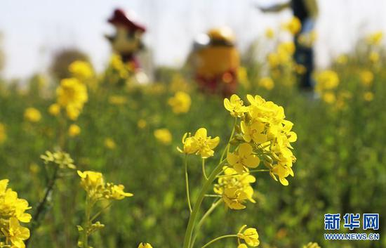 3月23日，河南封丘县陈桥湿地公园，金灿灿的油菜花吸人眼球。