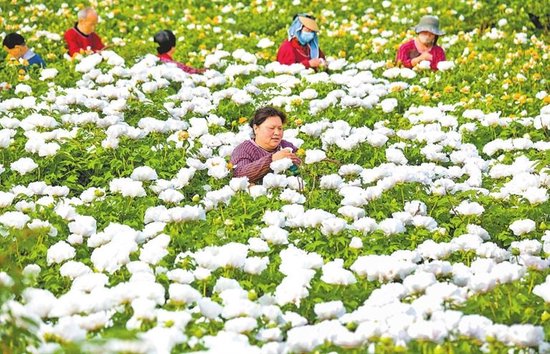 洛阳市新安县仓头镇郭庄村的牡丹种植基地，花农忙着采摘牡丹花。张怡熙 高月 摄