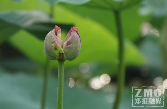 6月28日，并蒂莲的花苞已经长大，即将盛开。