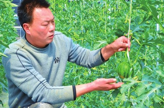 商水县现代农业产业园内小吊瓜长势喜人。本版图片均由张昆鹏 摄