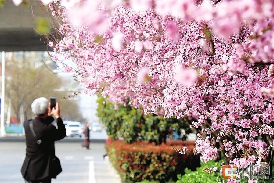 郑州开启了春天模式，几十条道路鲜花竞相绽放