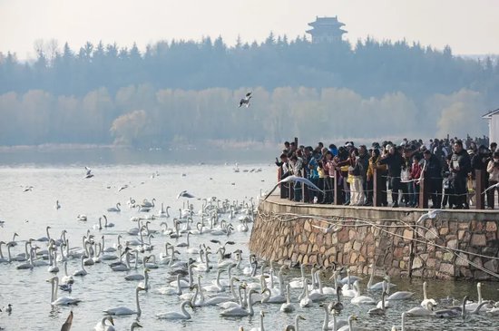 12月6日，在三门峡天鹅湖国家城市湿地公园，游客齐聚湖畔，沉浸式观赏成群越冬的白天鹅。孙猛/摄
