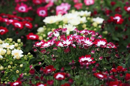 大熊山-爛漫花海