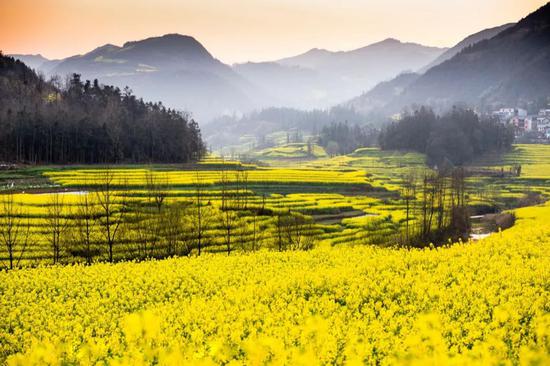 大熊山-油菜花海