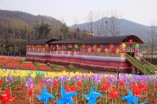 百萬株郁金香競相開放