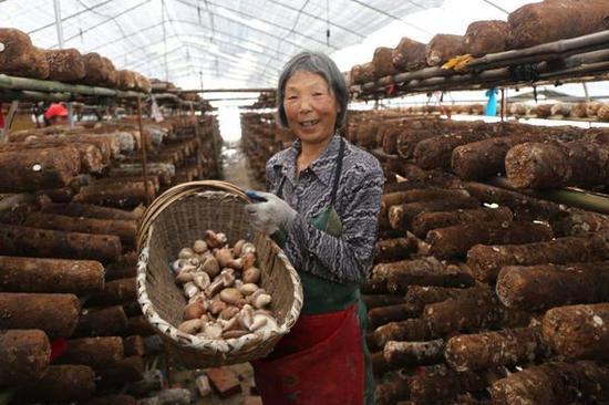 方洼村的香菇种植基地