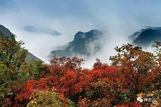 带您去看神农山的万里云海,想大声告诉您,我为她着迷……