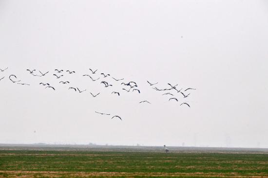 这是12月25日在河南省长垣县境内的黄河湿地拍摄的灰鹤。