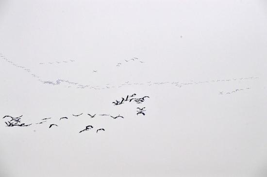 这是12月25日在河南省长垣县境内的黄河湿地拍摄的灰鹤。